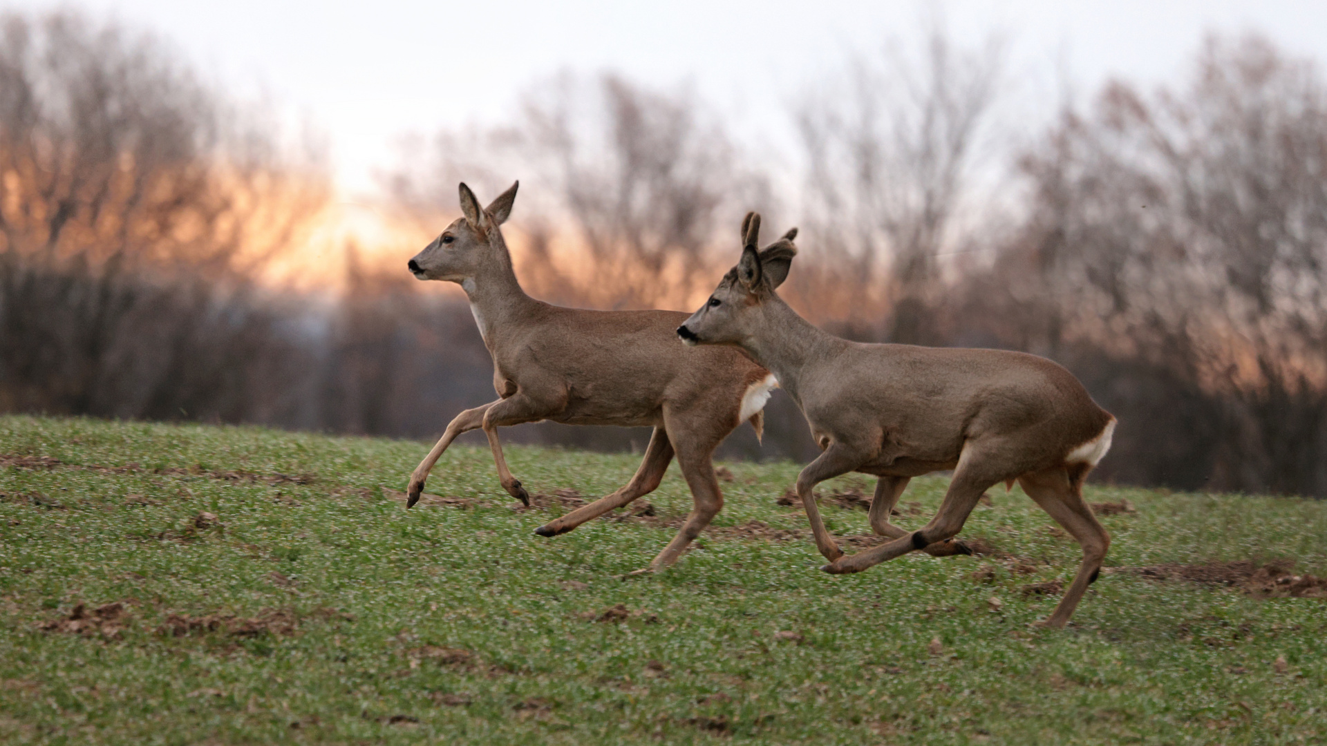 Rehe im Morgenrot