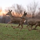 Rehe im Morgenrot