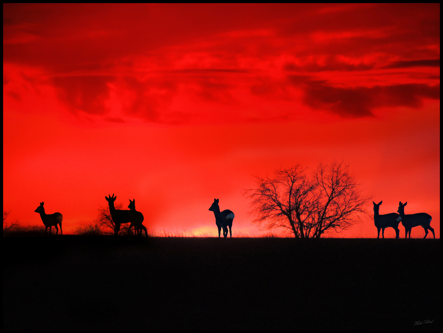 Rehe im Morgenrot