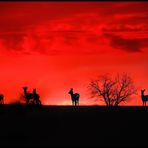 Rehe im Morgenrot