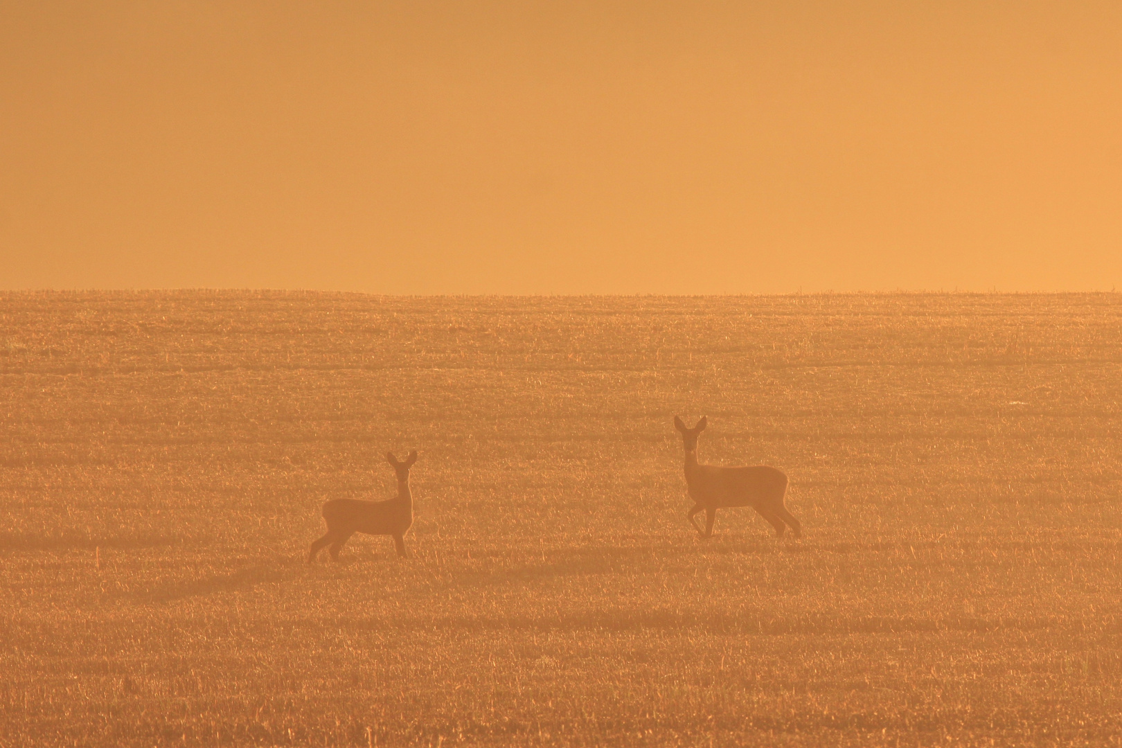 Rehe im Morgenrot