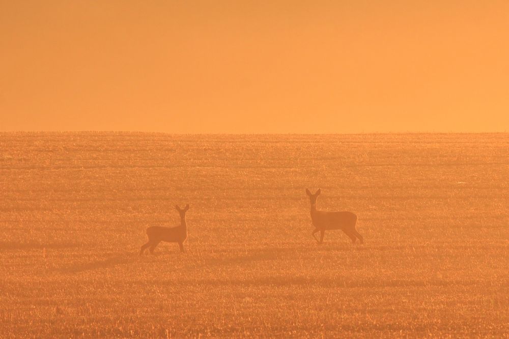 Rehe im Morgenrot