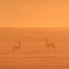 Rehe im Morgenrot