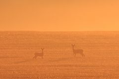 Rehe im Morgenrot