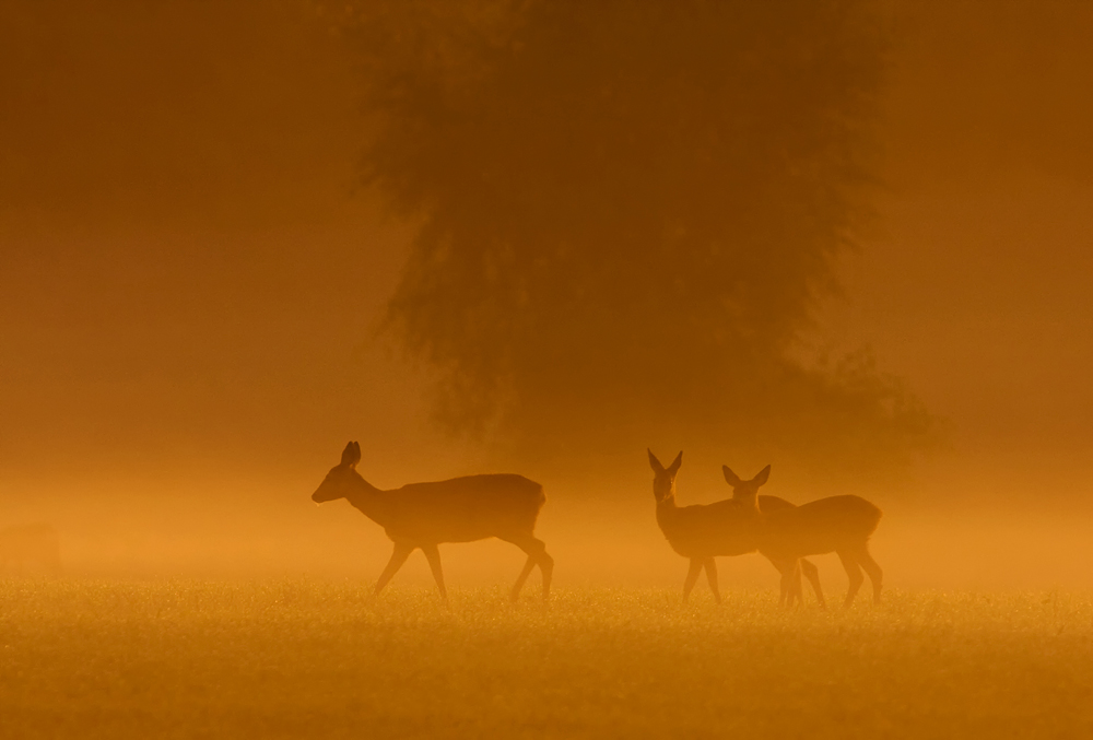 Rehe im Morgentlichem Licht