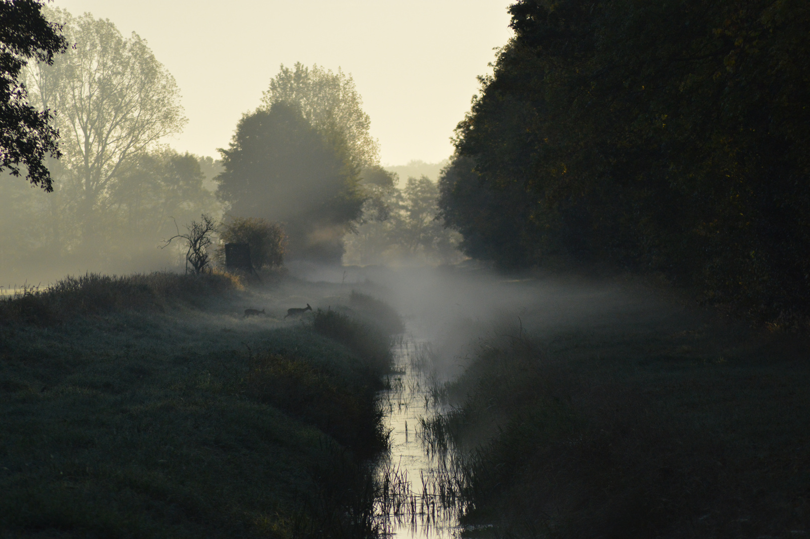 Rehe im Nebel