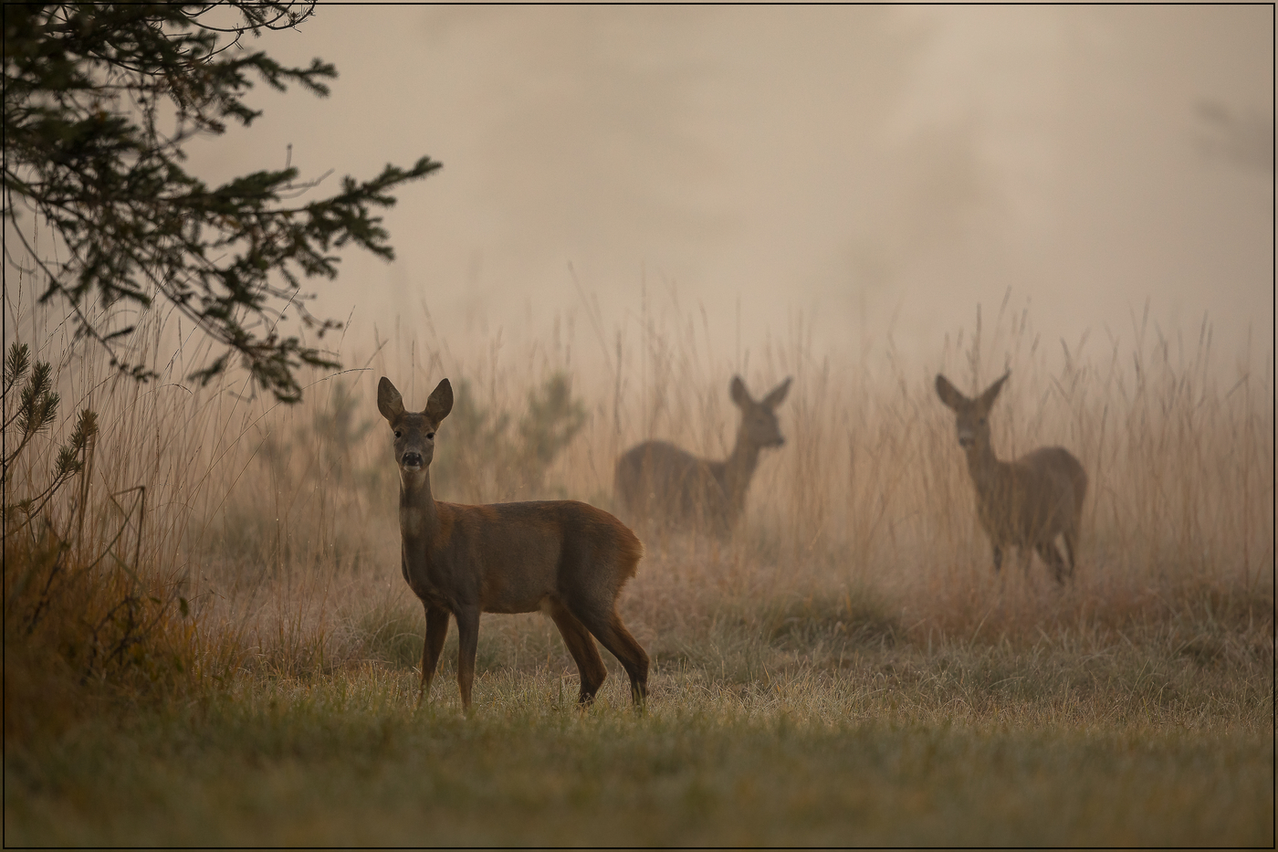 Rehe im Nebel-1