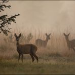 Rehe im Nebel-1