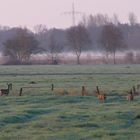 Rehe im Nebel