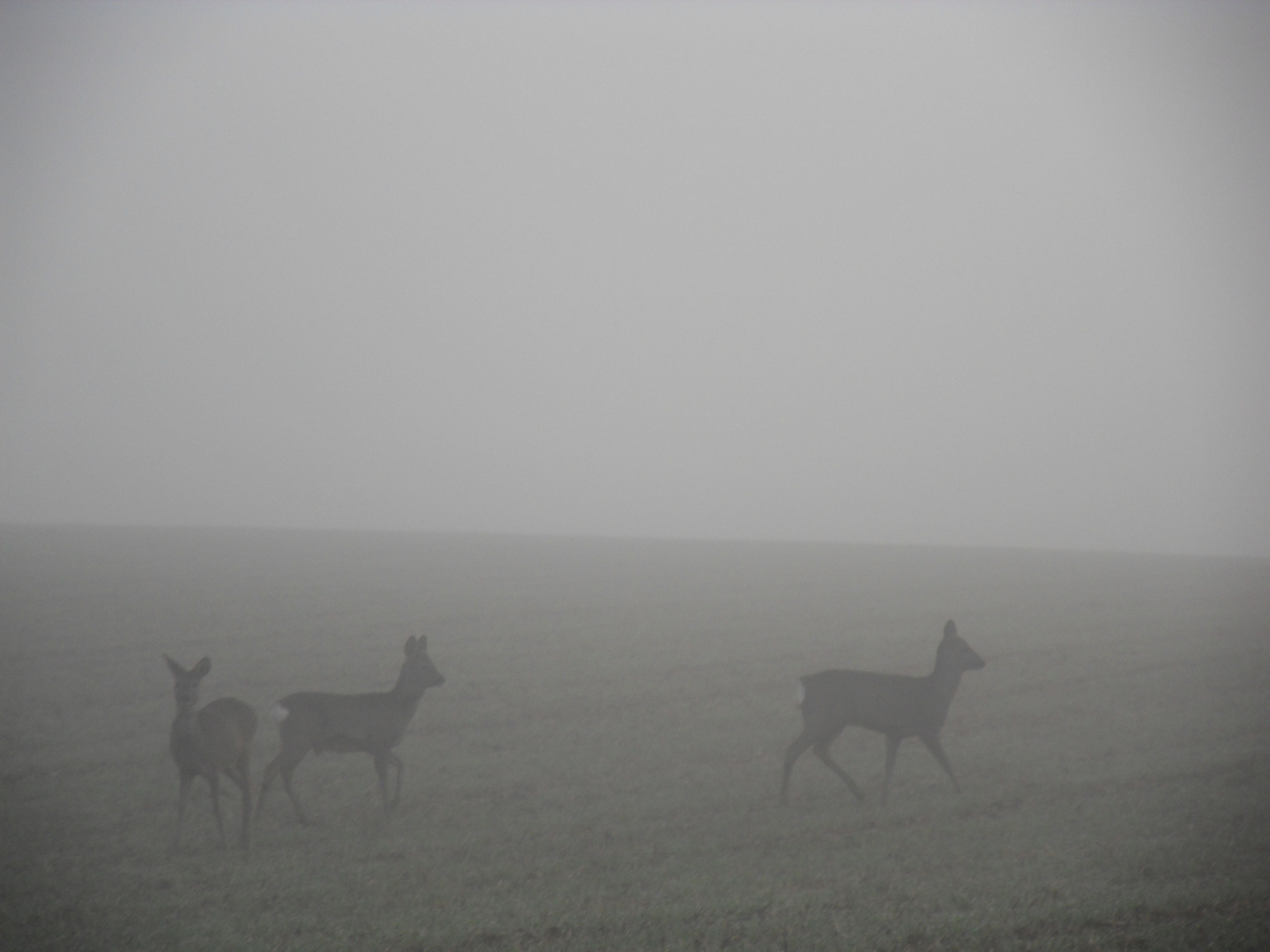 Rehe im Nebel