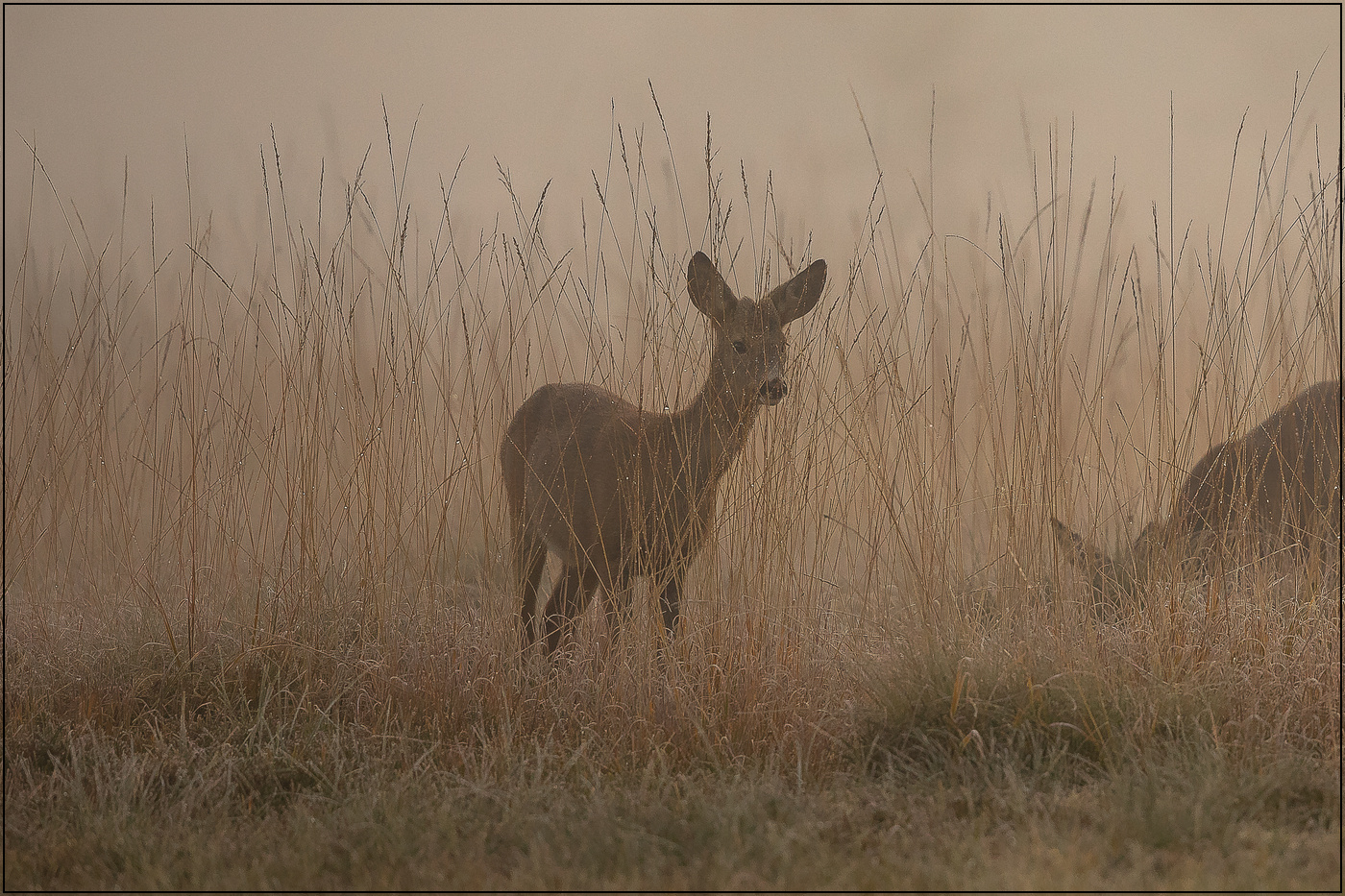 Rehe im Nebel-2