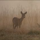 Rehe im Nebel-2