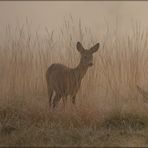 Rehe im Nebel-2