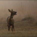 Rehe im Nebel-3