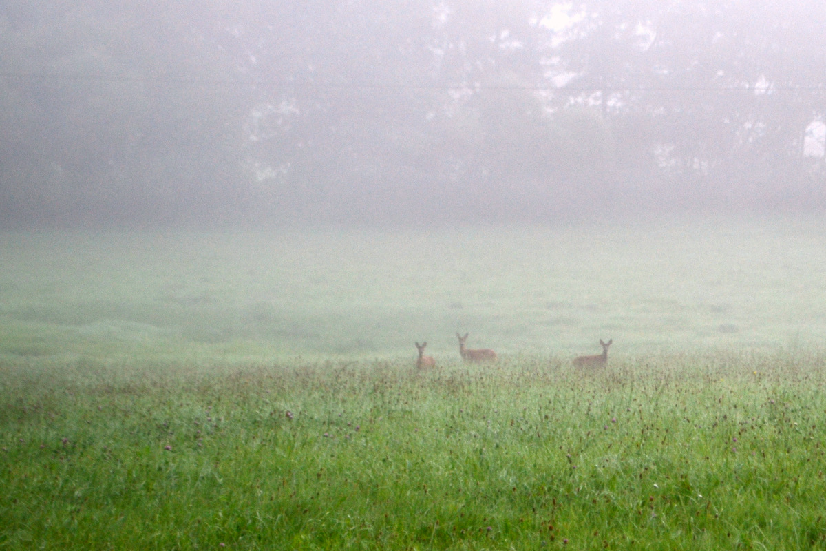 Rehe im Nebel