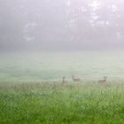 Rehe im Nebel