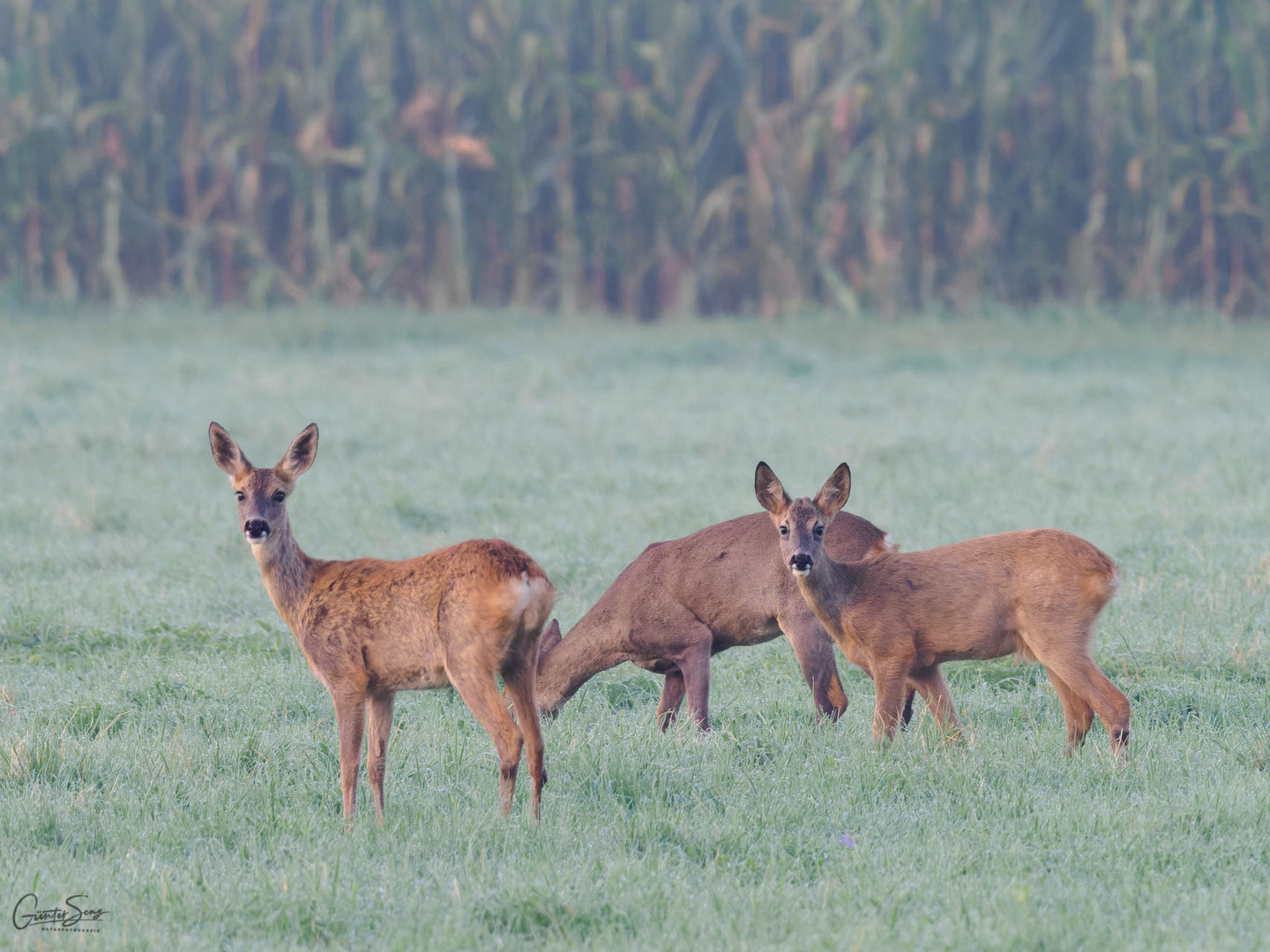 Rehe im Nebel