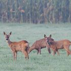 Rehe im Nebel