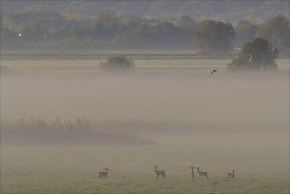 Rehe im Nebel...