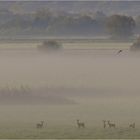 Rehe im Nebel...