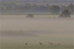 Rehe im Nebel...