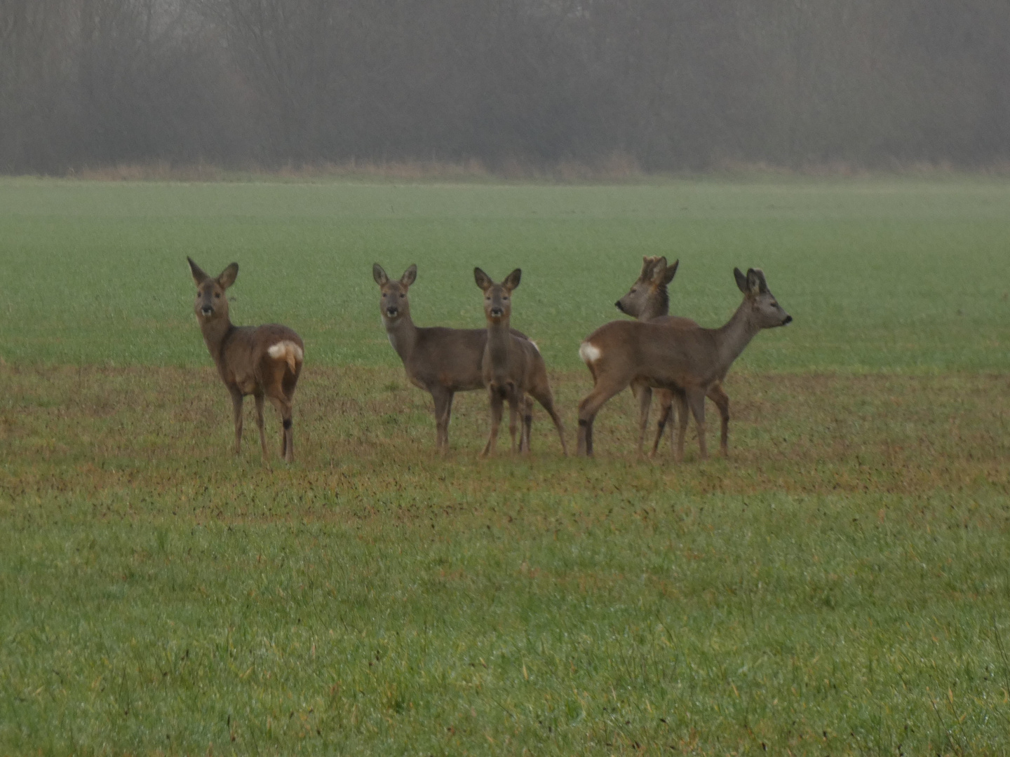 Rehe im Nebel