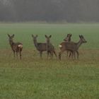 Rehe im Nebel