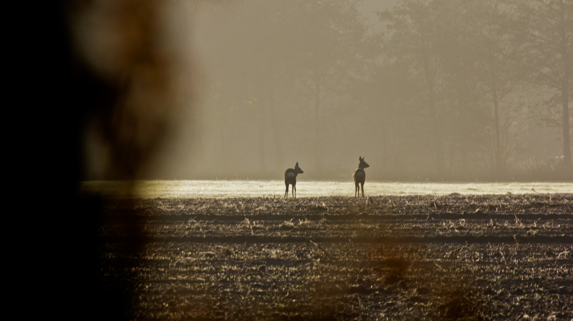 Rehe im Nebel