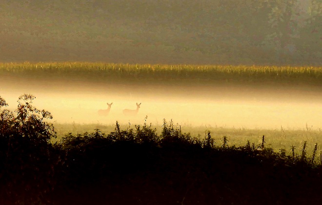 Rehe im Nebel