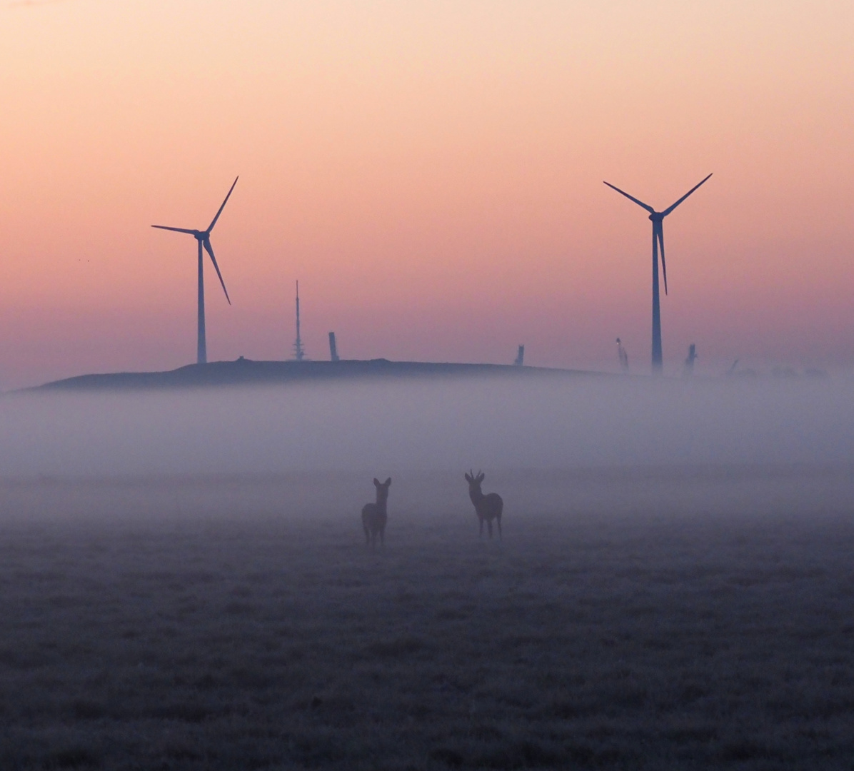 Rehe im Nebel