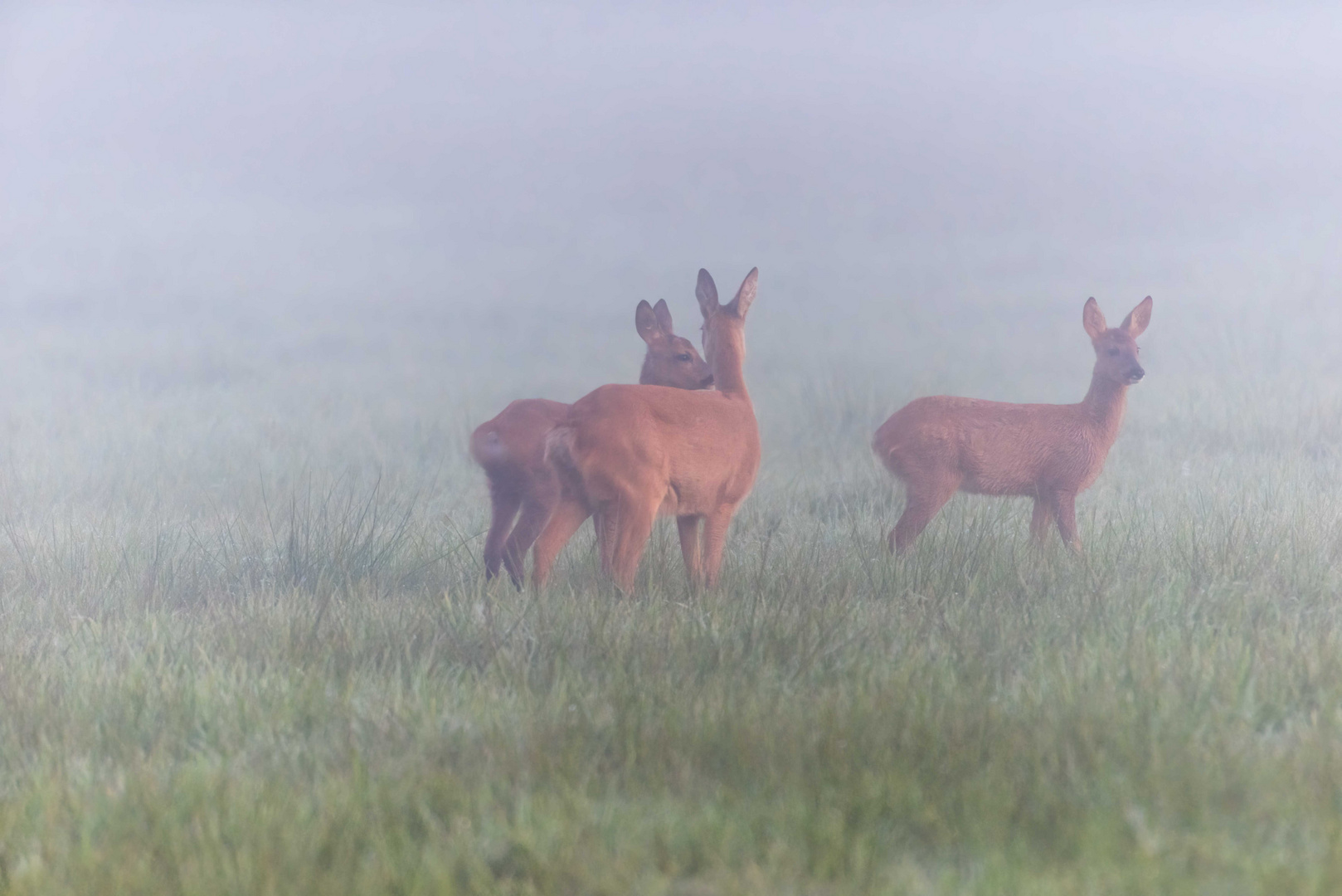 Rehe im Nebel I