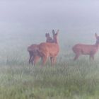 Rehe im Nebel I