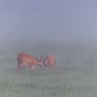 Rehe im Nebel II