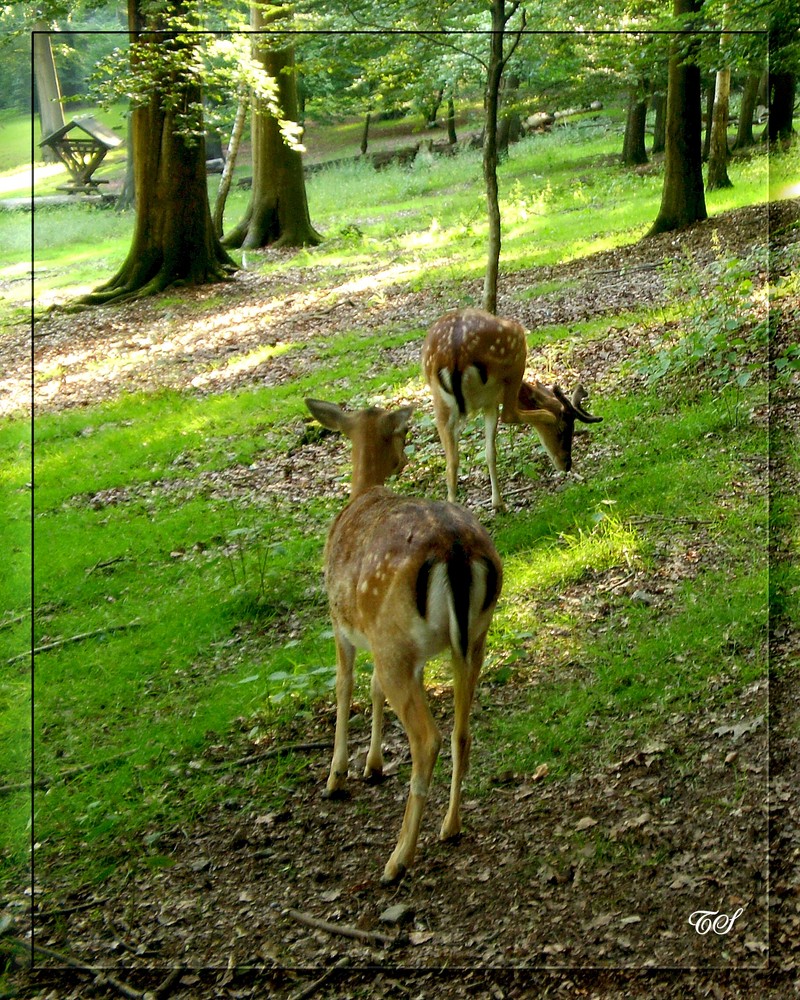 Rehe im Nordpark