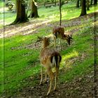 Rehe im Nordpark