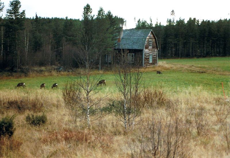 Rehe im Oktober