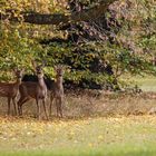 Rehe im Park