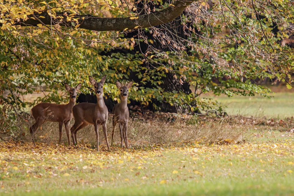 Rehe im Park