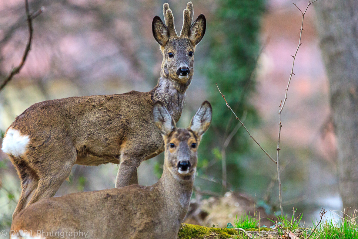 Rehe im Park