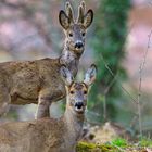 Rehe im Park