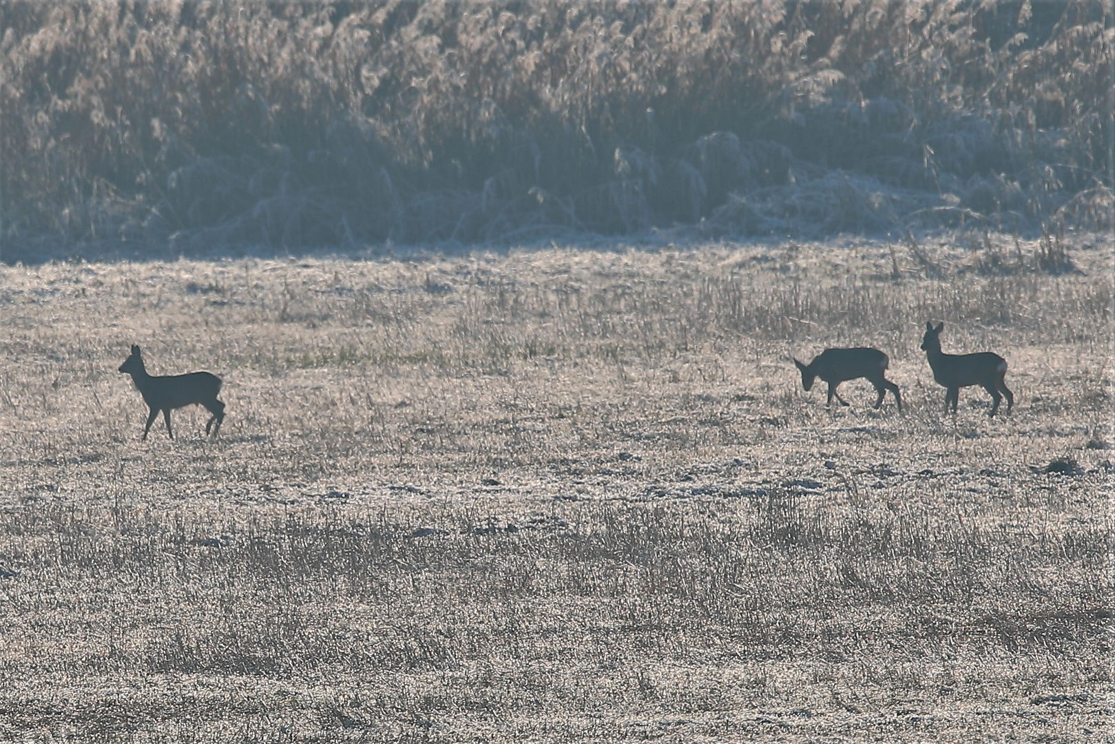 Rehe im Polder