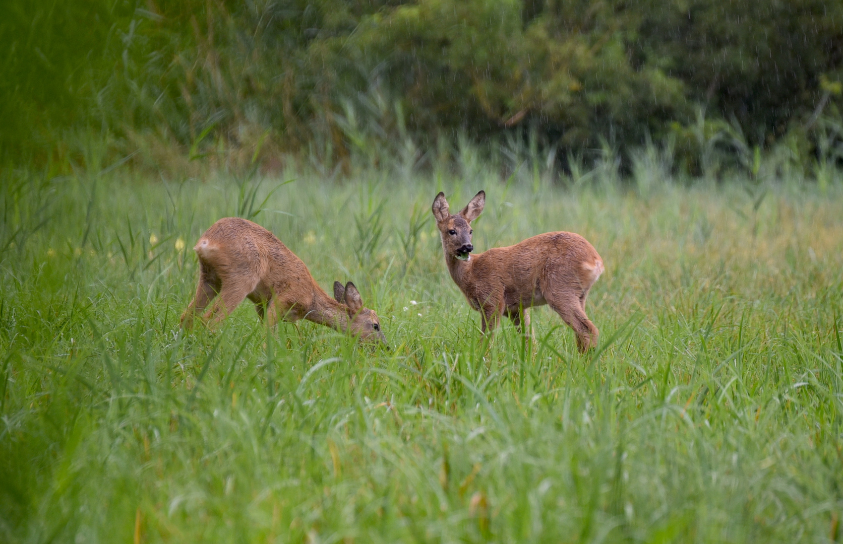 Rehe im Regen