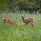 Rehe im Regen