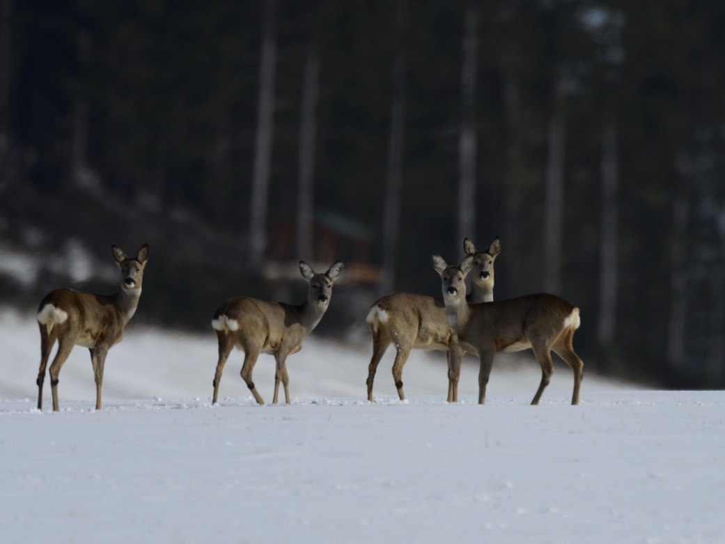 Rehe im Sauerland