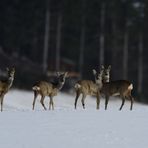 Rehe im Sauerland