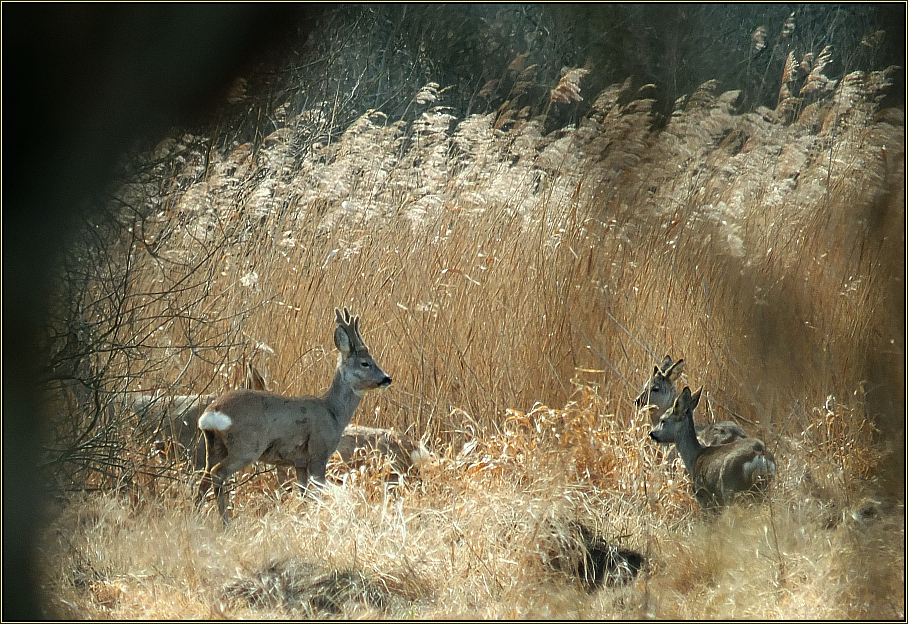 Rehe im Schilf