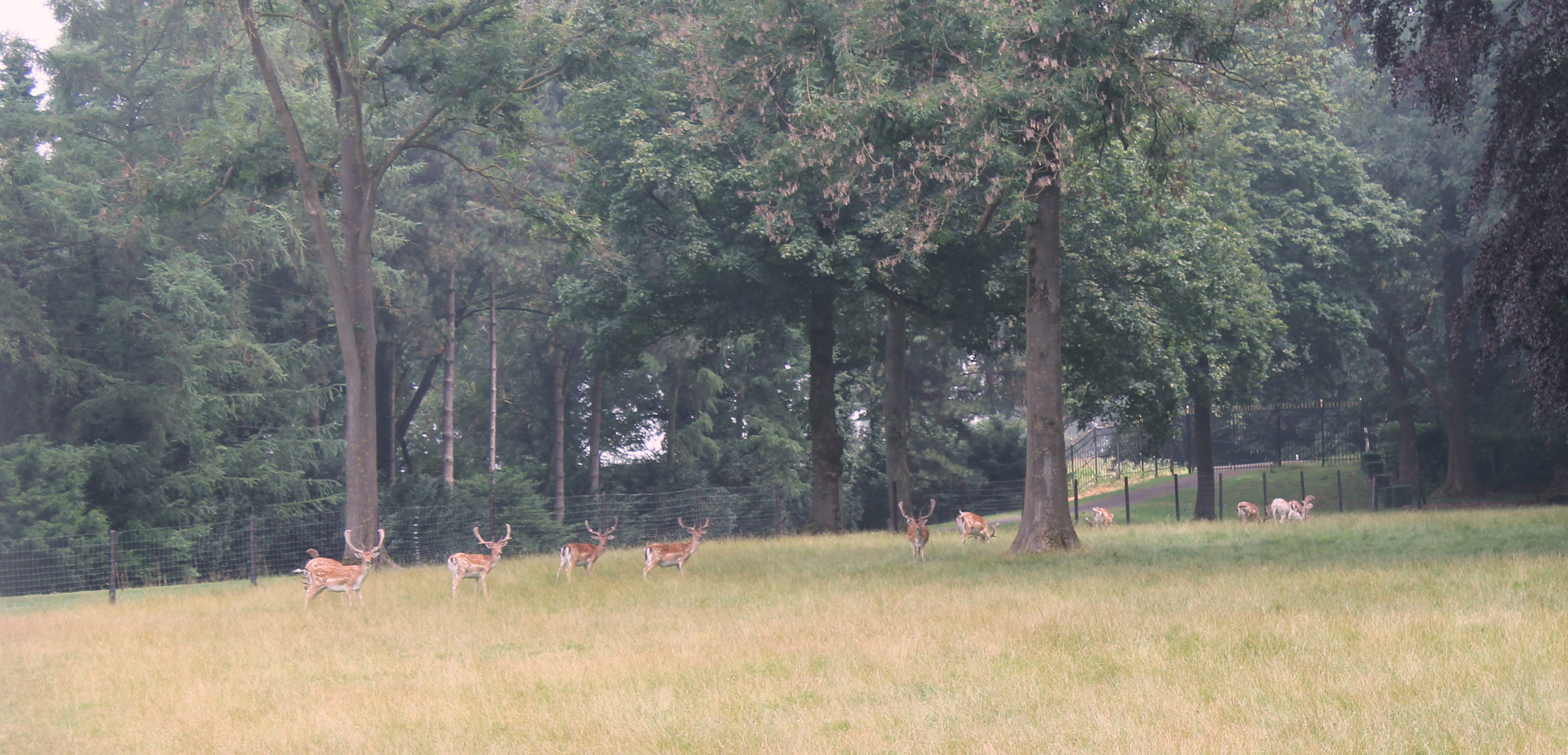 Rehe im Schlosspark