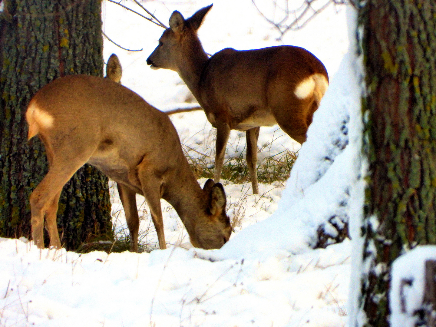 Rehe im Schnee (05)