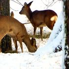 Rehe im Schnee (05)