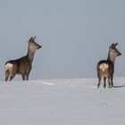 Rehe im Schnee-0511 Kopie